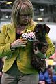 Crufts2011_2 1634